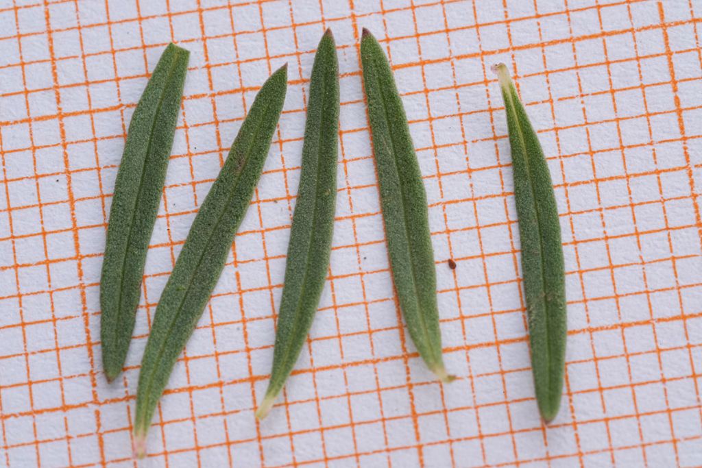 Lythrum thesioides: nuovit� per l''Italia.